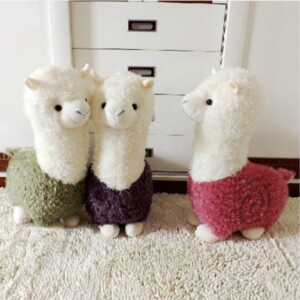 Cừu Bông Hàn Quốc